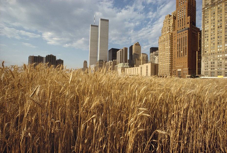 That Time a Wheat Field Grew in Downtown New York.jpg
